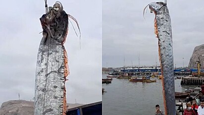 Peixe de tamanho colossal é capturado em mar do Chile.