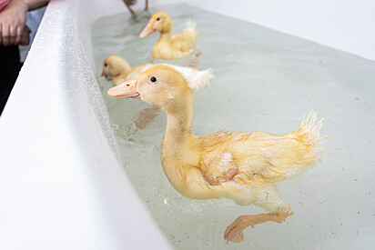 Os filhotes nadando na banheira.