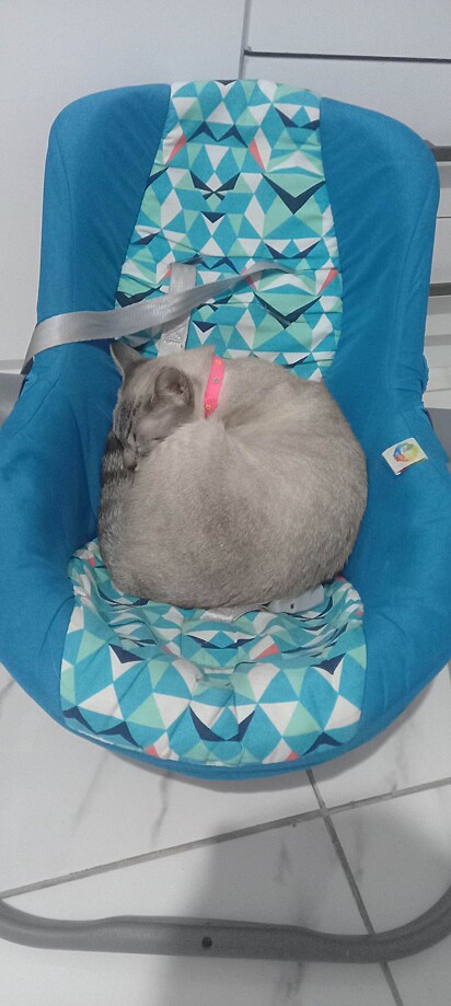 A gatinha está dormindo no bebê conforto.