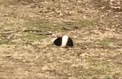 O animal perdido no parque.