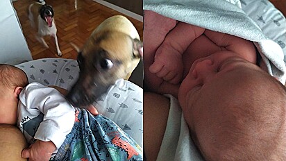 Mulher se surpreende com a reação das suas cachorras ao receber o bebê em casa pela primeira vez.