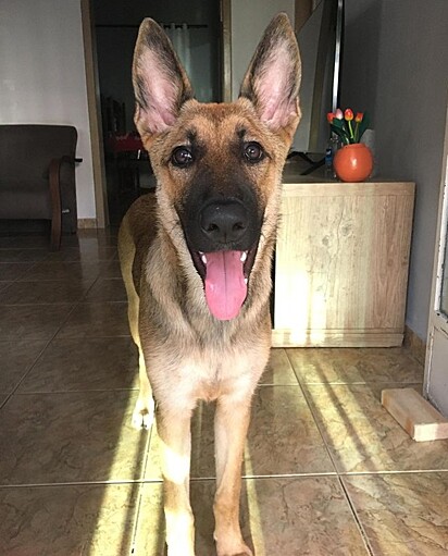 A cachorrinha Kyra.