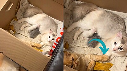 Gato é flagrado segurando a patinha de felina que recém deu à luz