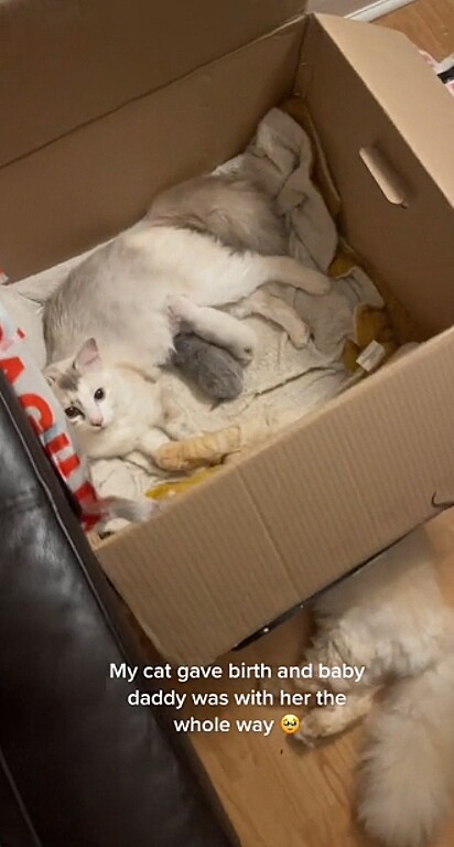 A gatinha deu à luz dois filhotes.