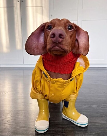 O cão com botas de borracha para sair na chuva.