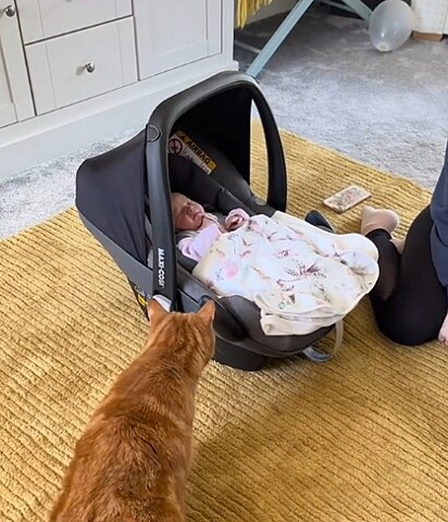 O gatinho ruivo cheirando o bebê.