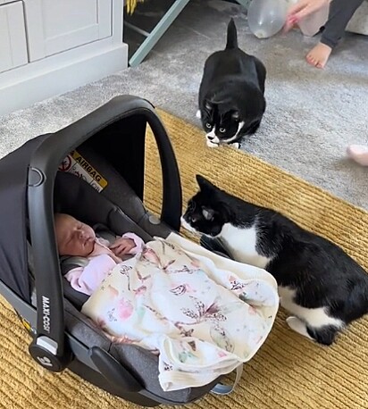 Um gatinho ficou sentado perto do bebê e o outro ficou de longe, só de olho.