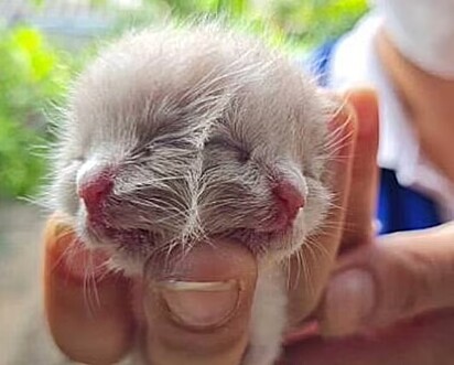 Gato Janus supera expectativa e está vivo há mais de horas na Tailândia.