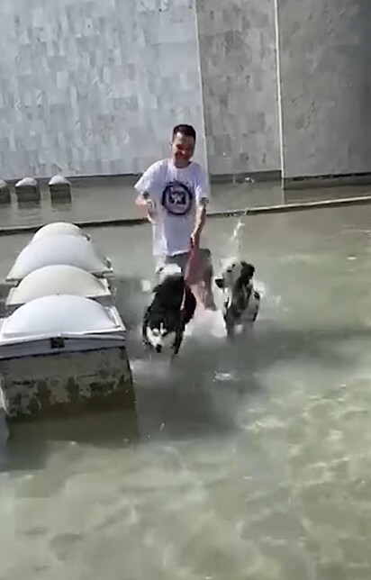 Sky correndo em um lago com o irmão canino e tutor.