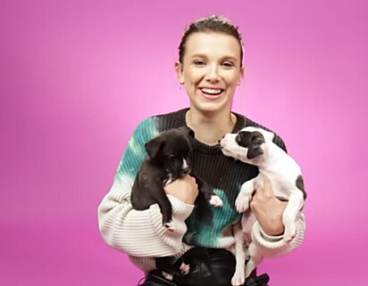 Millie com os cães.