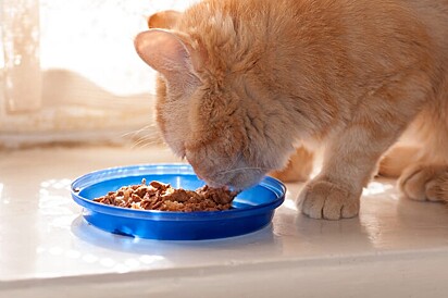 Gato comendo. Foto ilustrativa.