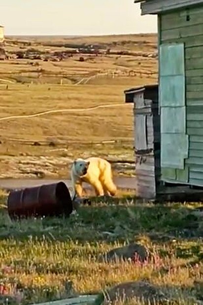 O urso polar se aproximou do povoado para pedir ajuda.