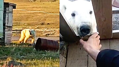 Povoado tenta ajudar urso polar que ficou com a língua presa em lata de leite condensado.