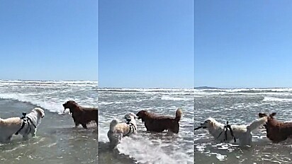 Cachorra que não gosta de nadar conta com a ajuda de amiga canina para resgatar graveto no mar.