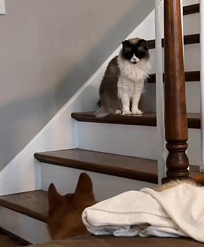 O gato na escada olhando para o cão.