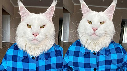 Mulher pede ajuda de internautas para escolher foto do passaporte do seu gato gigante.