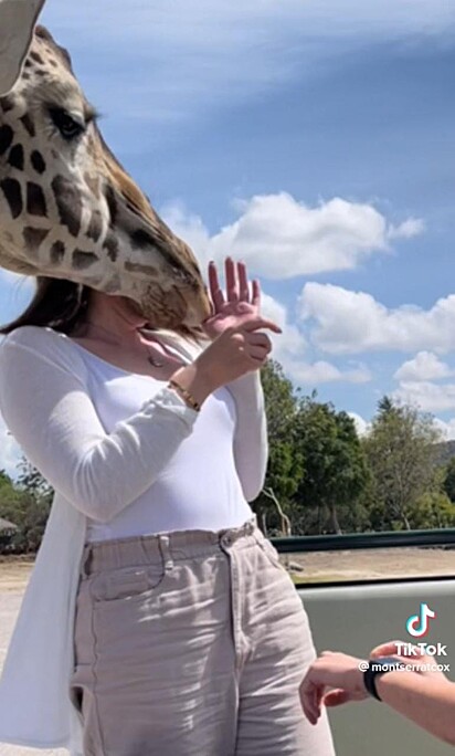 Girafa com o rosto próximo da noiva.