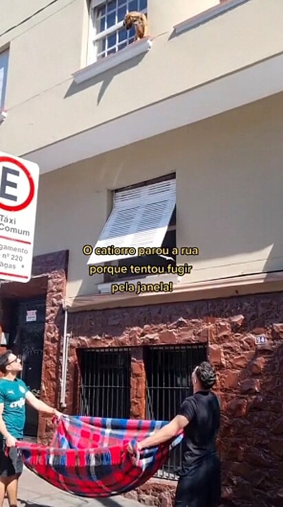 dois rapazes segurando um cobertor para amortecer a queda, caso o cão caísse.