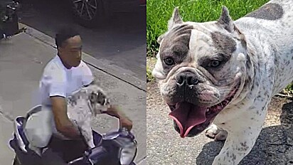 Cão é roubado e depois de duas semanas é encontrado e reunido com a família.