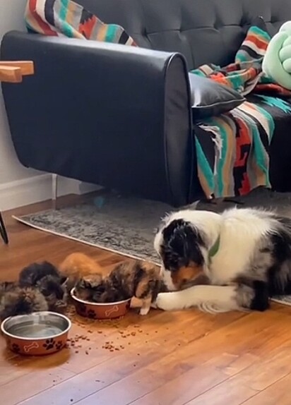 O cão junto dos gatos olhando-os se alimentarem.