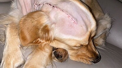 O cachorro pós cirurgia.