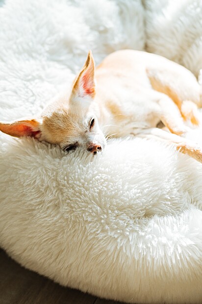 Chihuahua banco de imagens dormindo.