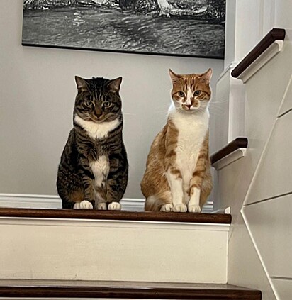 Pumpkin e Marley na escada da residência.