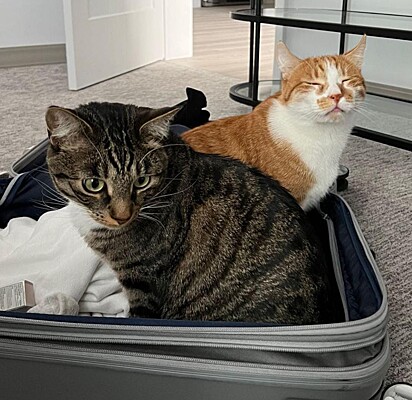 Os felinos dentro de uma mala.