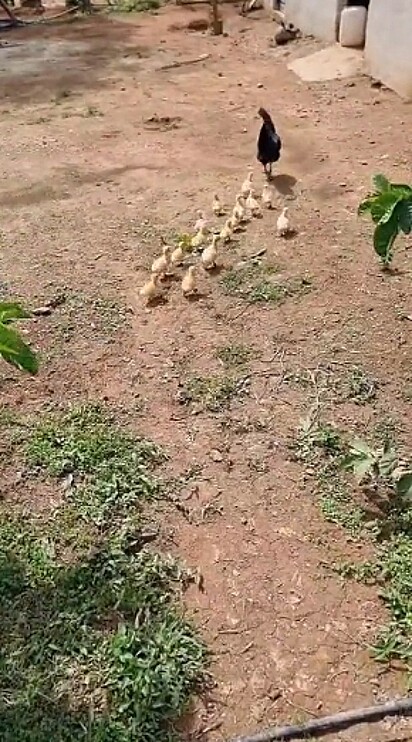 Os patinhos seguindo a galinha.