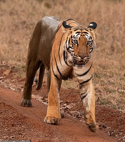 O tigre foi flagrado pelo fotógrafo Harshal Malvankar com metade do corpo coberto por lama.)