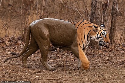 O animal vive no Parque Nacional de Tadoba localizado na Índia.