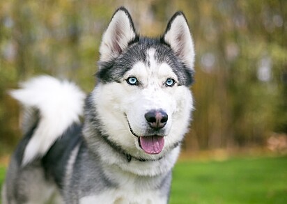 Um cão da raça husky siberiano.