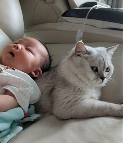 O gato apoiando a cabeça do bebê.