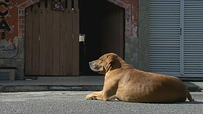 O cão em frente à casa do cuidador.
