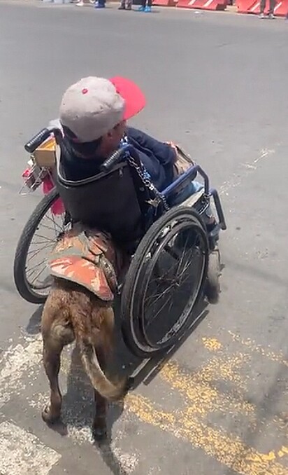 O cão empurrando a cadeira de rodas do dono.