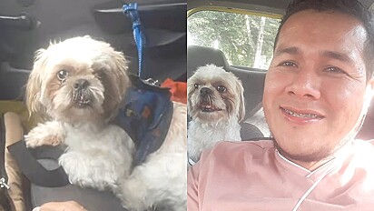 Cão idoso abandonado em táxi é adotado pelo motorista.