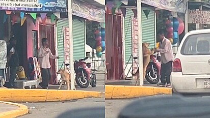 Cão é flagrado dançando com homem na calçada da rua.