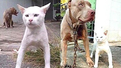 Vídeo de gato com personalidade de cachorro viraliza no TikTok.