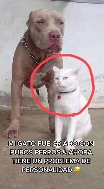 Cães e gato engraçados Acting Like Humanos - Animais de estimação