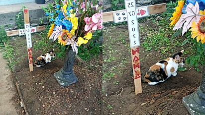 Gata visita diariamente túmulo da cachorra que tinha a adotado como filha.