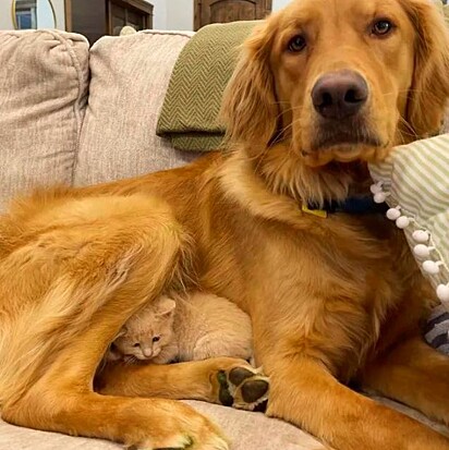 Annie se aninhava nos cachorros e tirava uma soneca