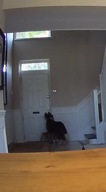 Os cães ansiosos esperando a porta abrir.