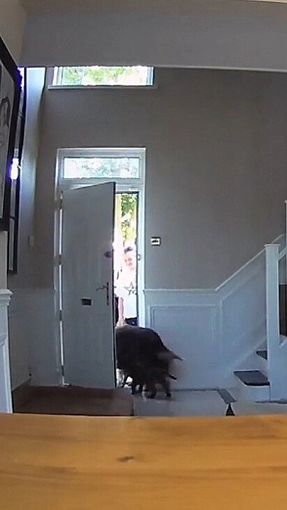 Os cães ficam empolgados quando a porta abre.