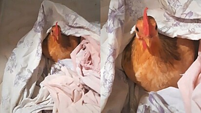 A galinha não pode ver lençóis limpos que corre para a cama.