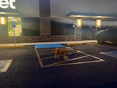O cão foi encontrado protegendo a ninhada em um estacionamento.