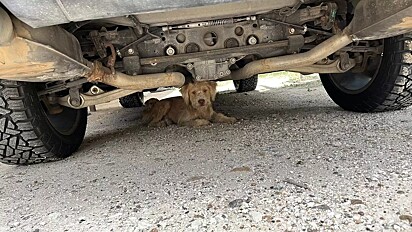 O cão apavorado se escondeu embaixo do veículo.