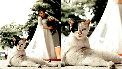 Gato rouba cena durante sessão de fotos de noiva.