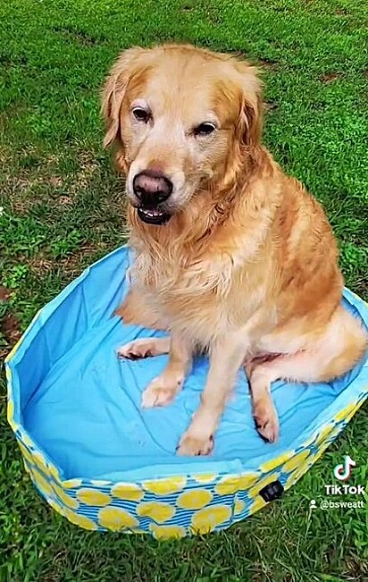 Turbo sentado na piscina.