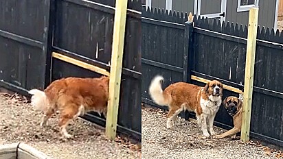 Cães vizinhos abrem um buraco na cerca para poderem se visitar diariamente..