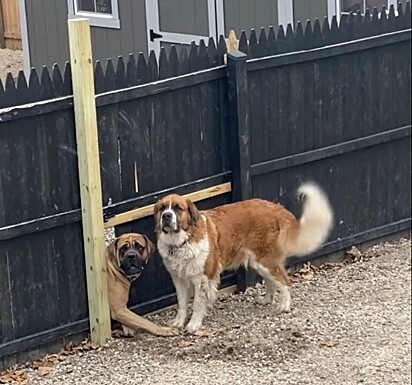 Os dois se uniram para fazerem um buraco na cerca.